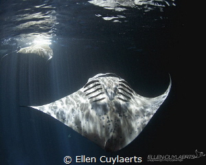 HALLELUJAH
Manta at night! Kona, Hawaii by Ellen Cuylaerts 